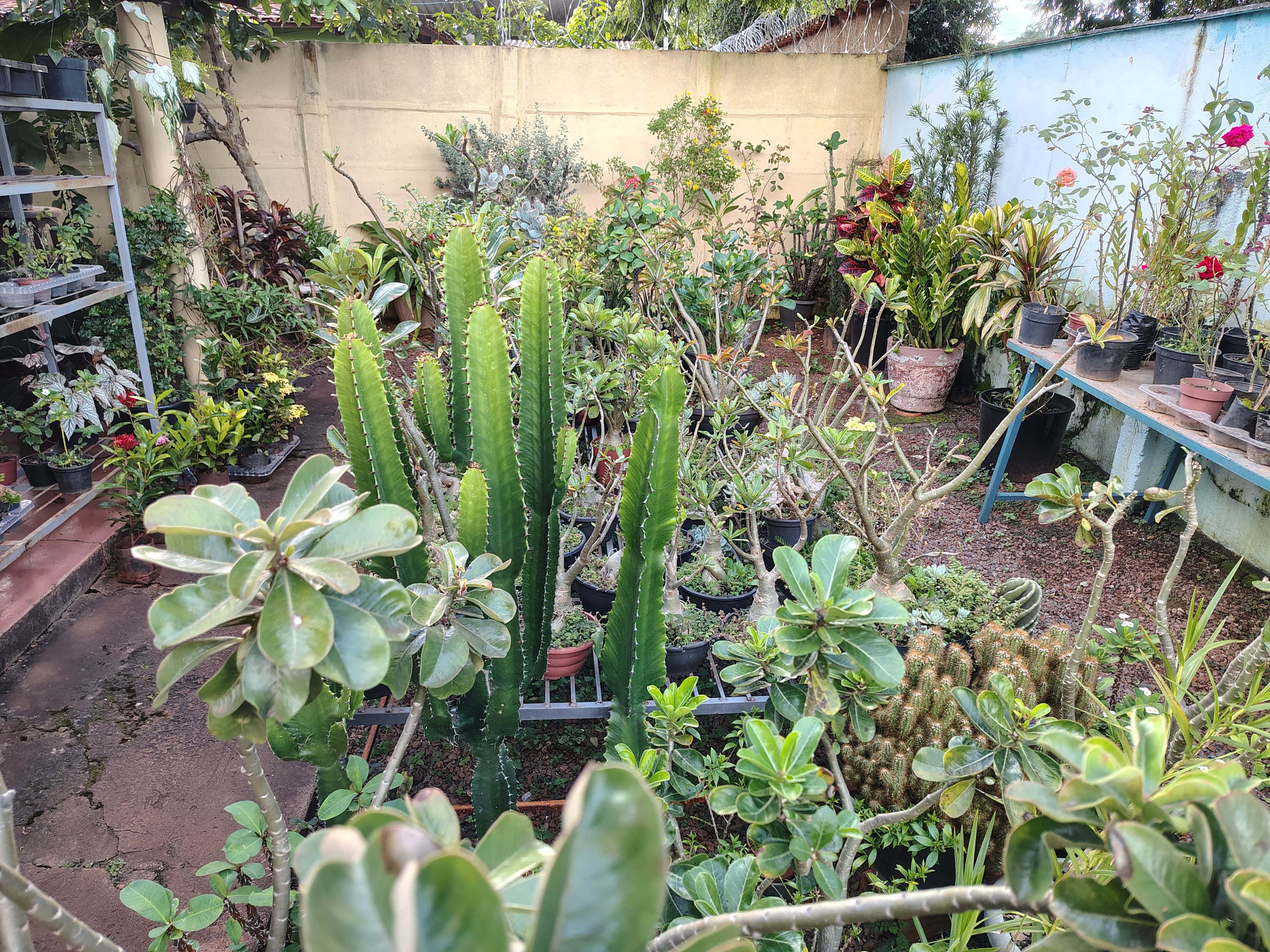 cactos