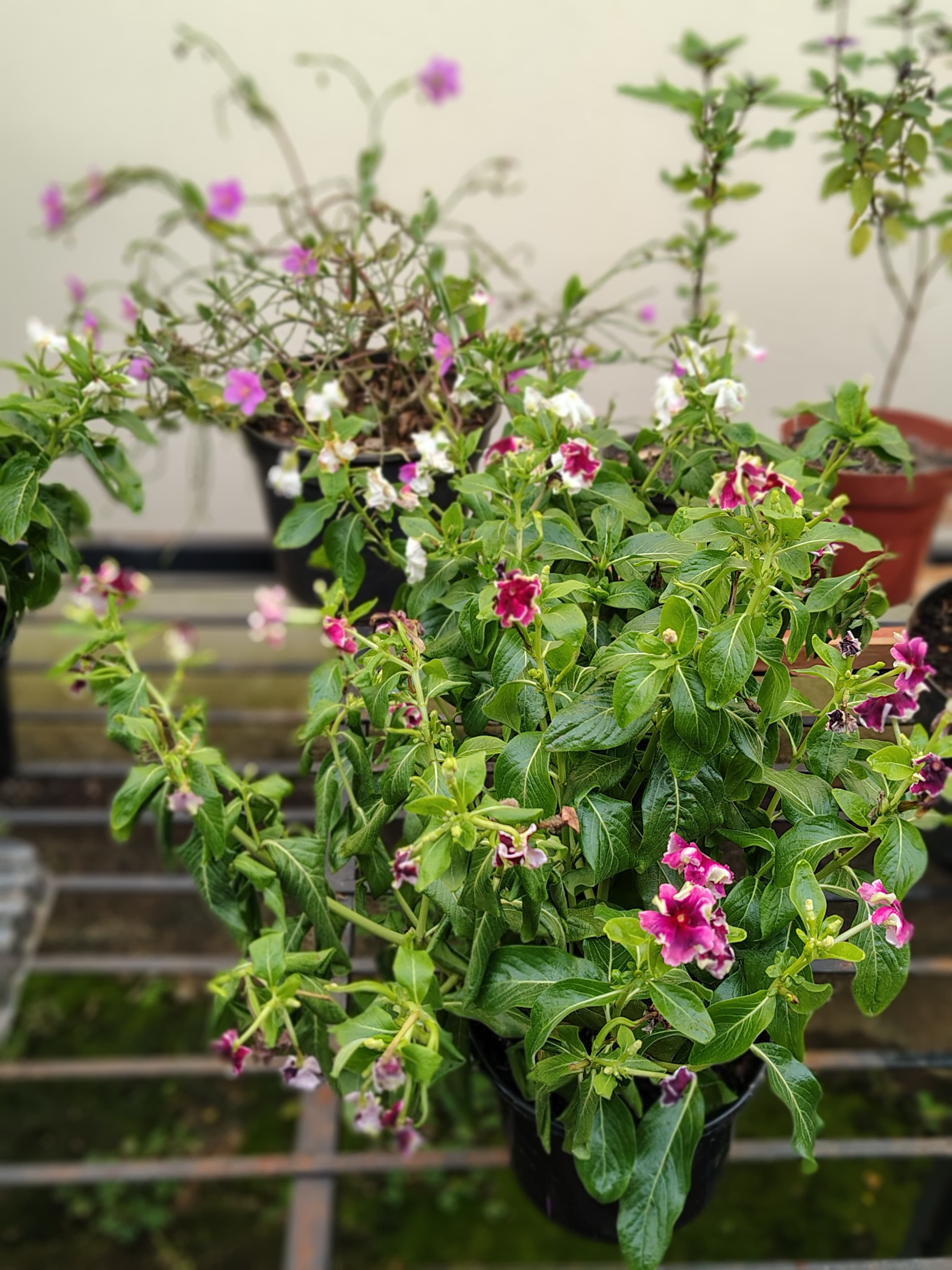 catharanthus_roseus