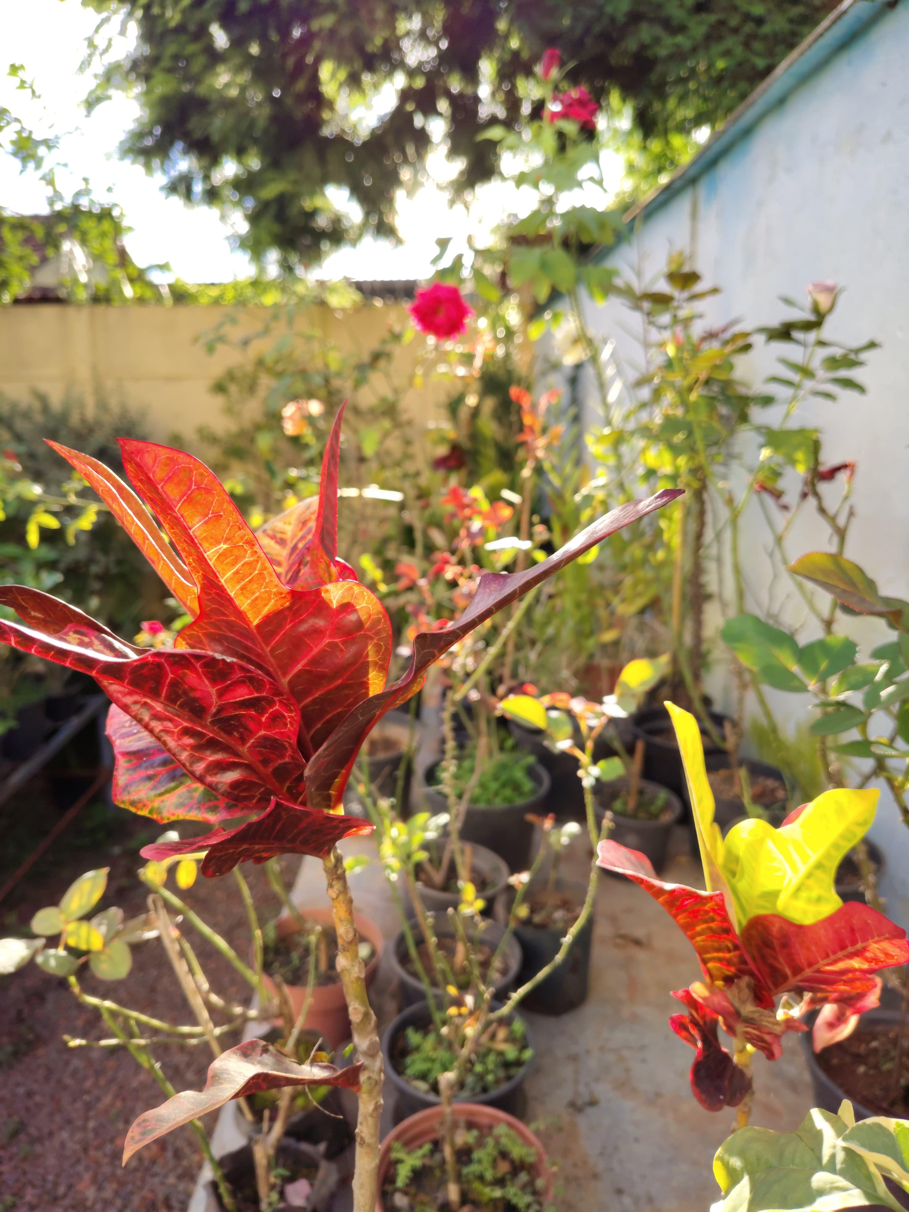 croton