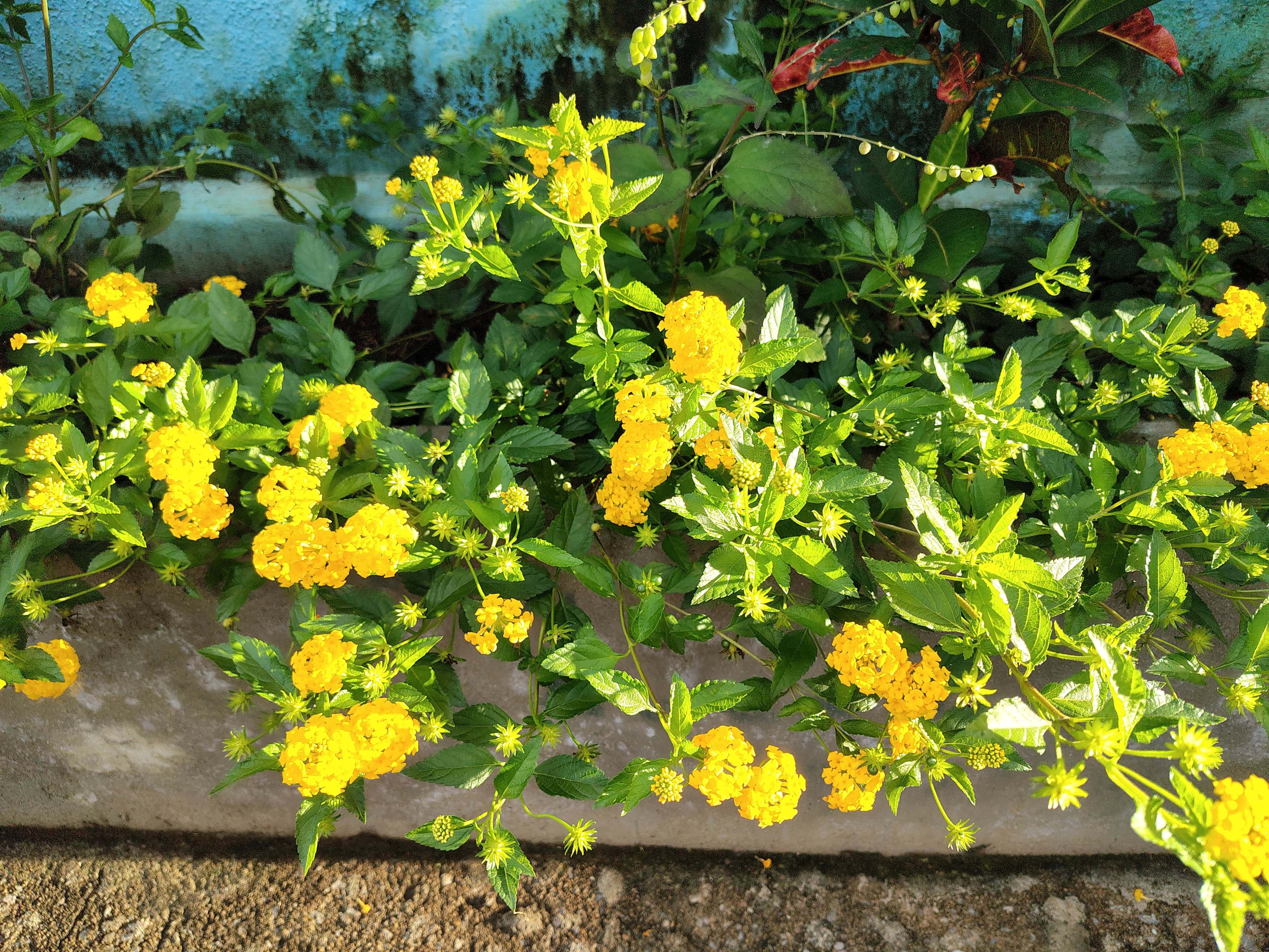lantana_camara
