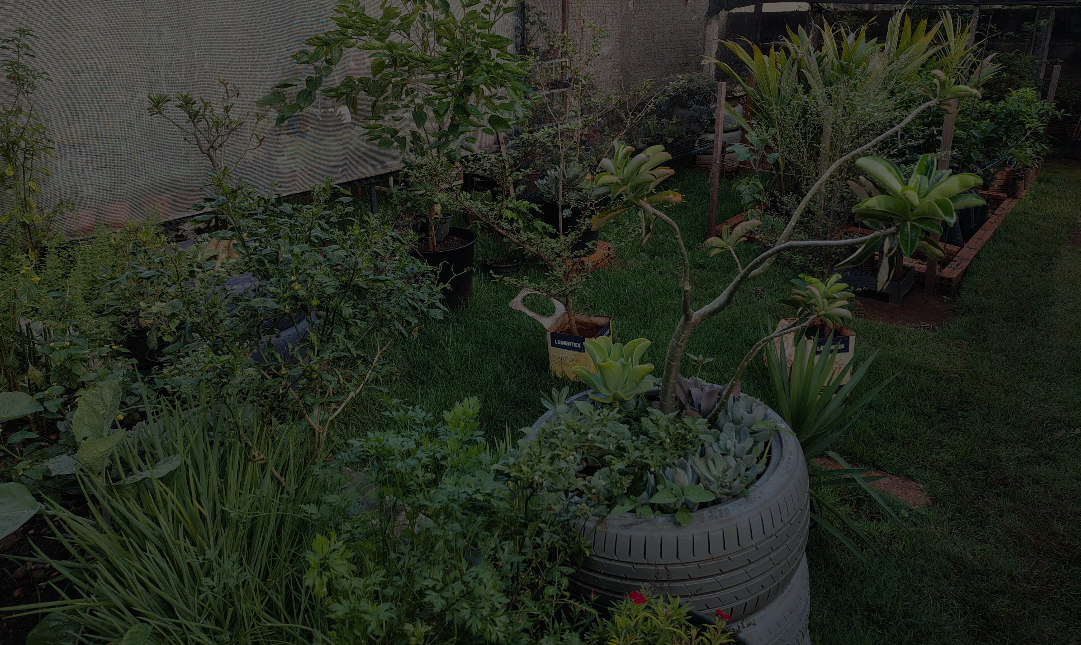 plantas_variadas