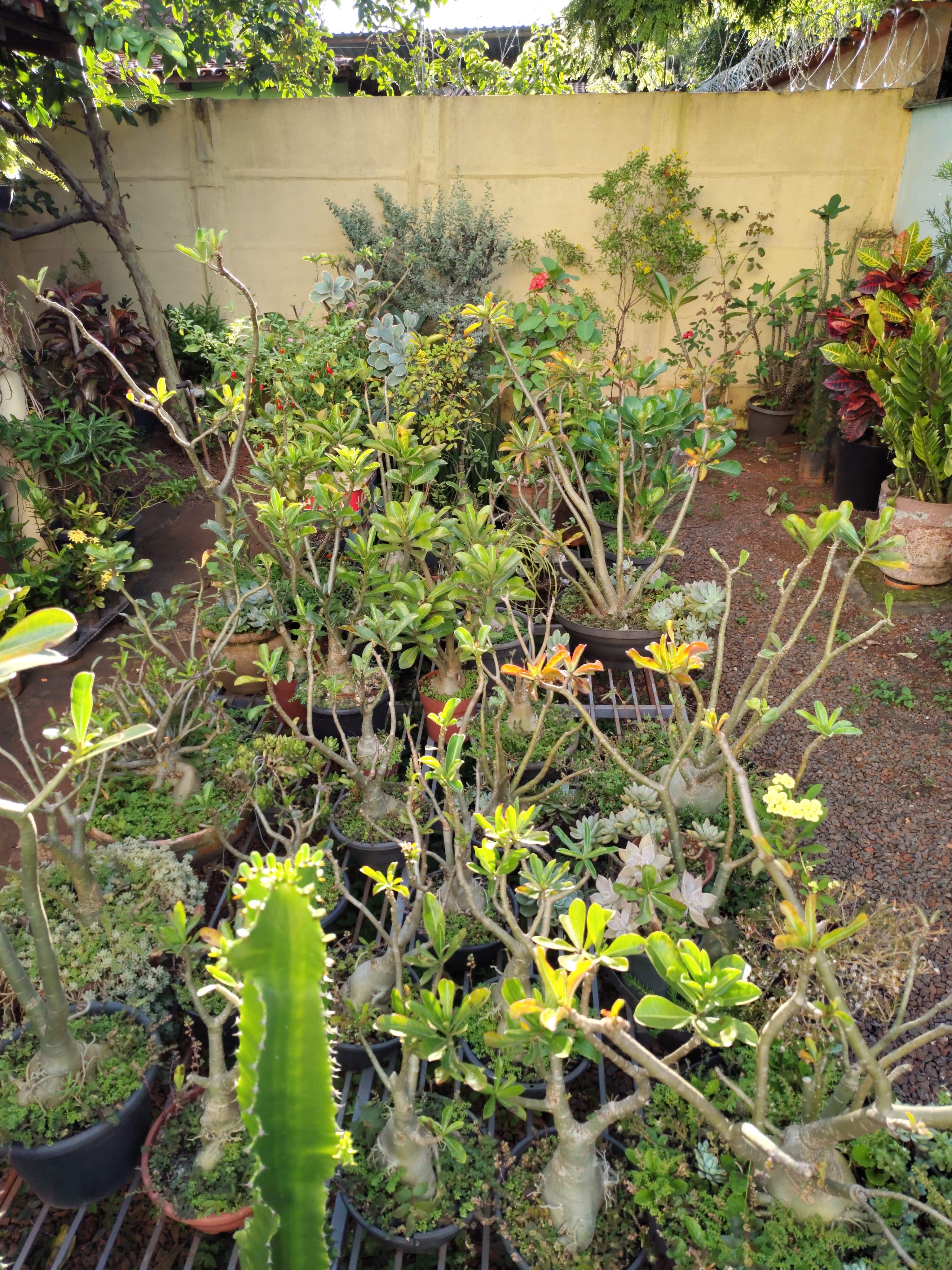 rosas_deserto3